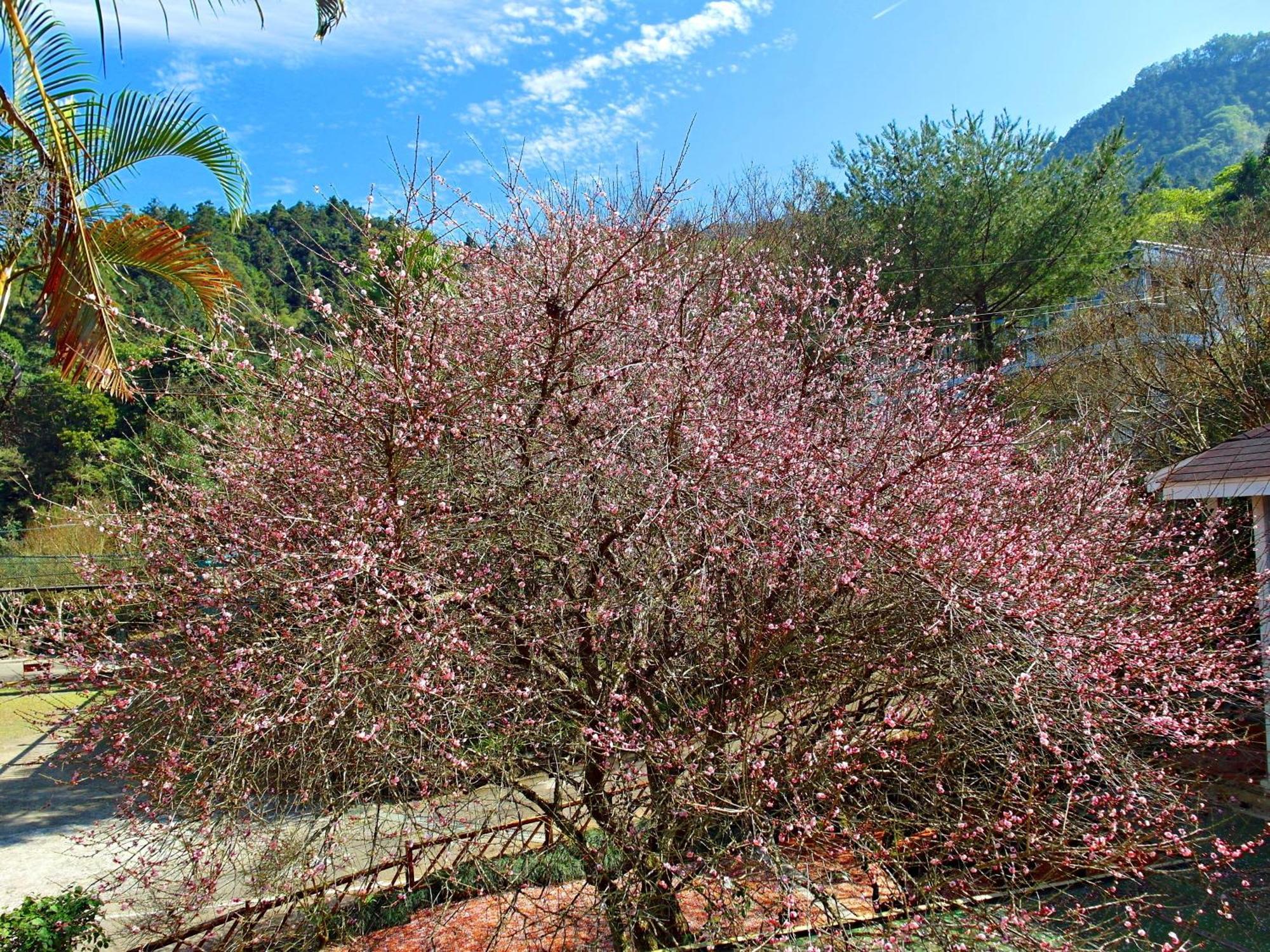 Li Jin Kuan Homestay Nanzhuang Luaran gambar